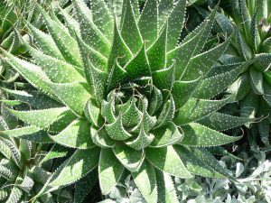 Aloe_aristata